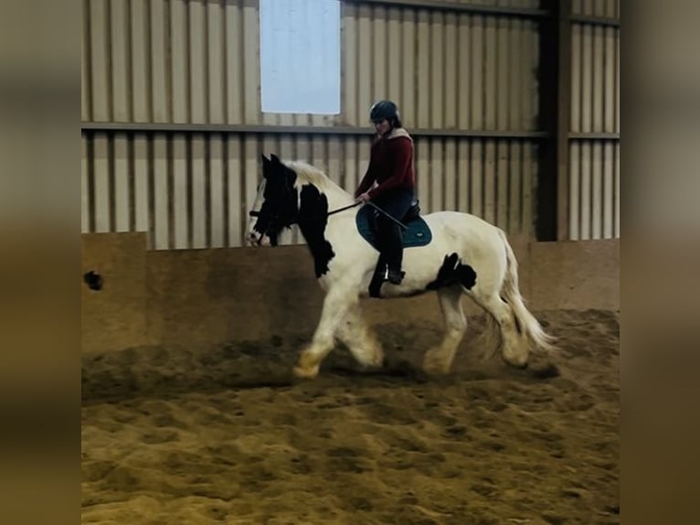 Cob Gelding 11 years 16 hh Leopard-Piebald in Sligo