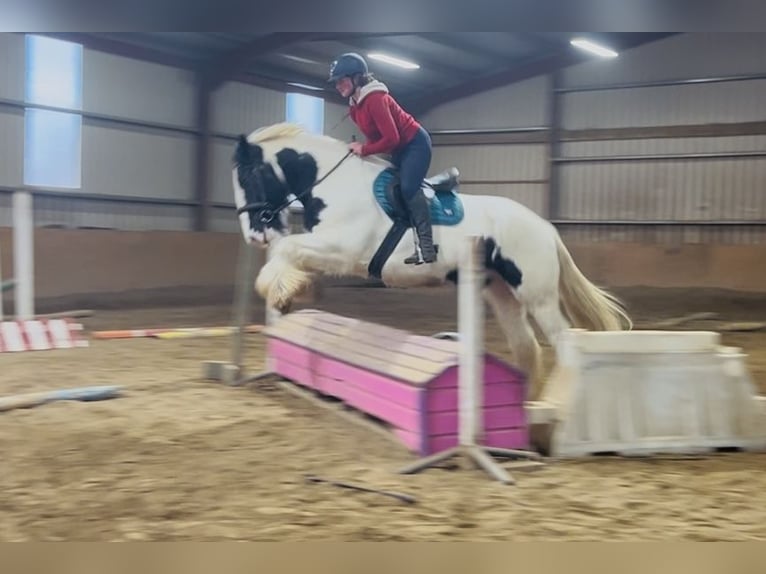 Cob Gelding 11 years 16 hh Leopard-Piebald in Sligo