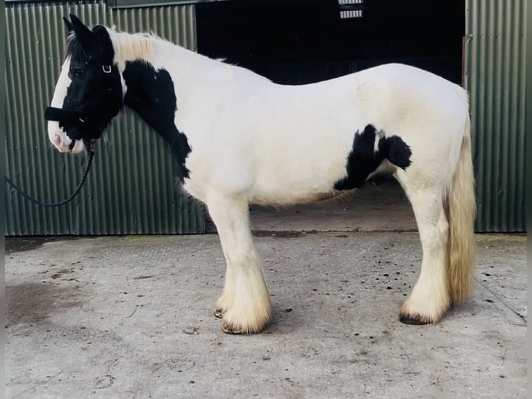 Cob Gelding 11 years 16 hh Leopard-Piebald in Sligo