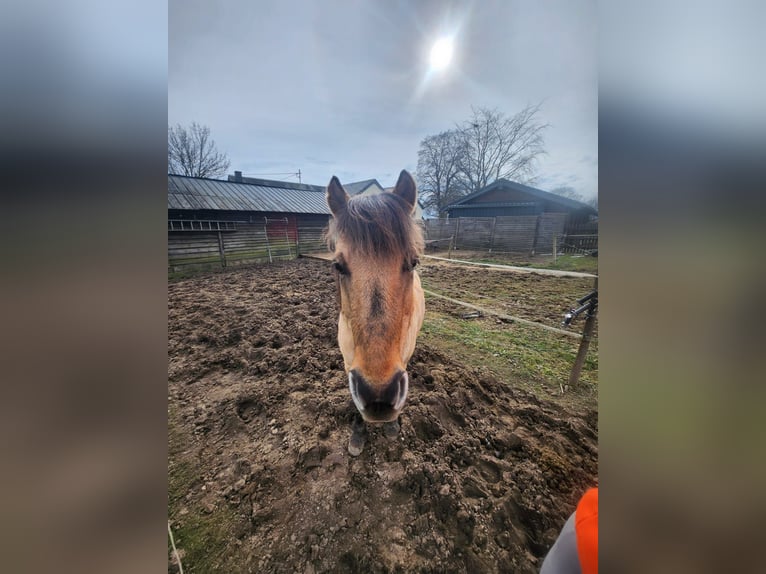 Cob Gelding 12 years 12.2 hh  in Lützkampen