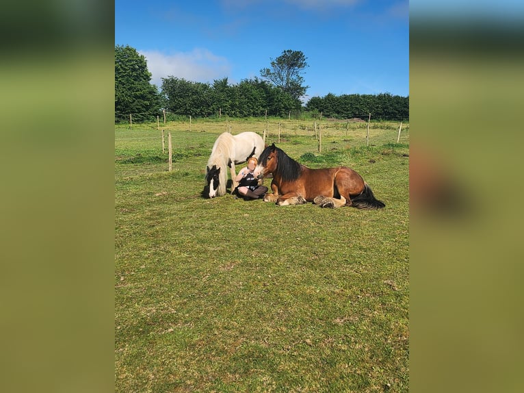 Cob Gelding 12 years 12.2 hh  in Lützkampen
