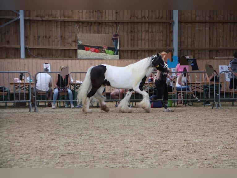 Cob Gelding 12 years 12,2 hh  in Lützkampen