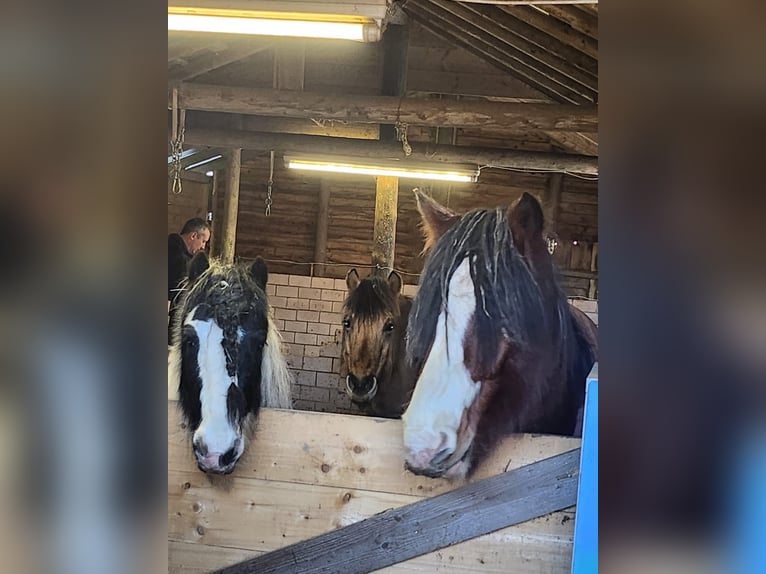 Cob Gelding 12 years 12,2 hh  in Lützkampen