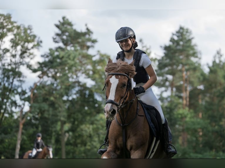 Cob Mix Gelding 12 years 14 hh Chestnut-Red in Bismark (Altmark)