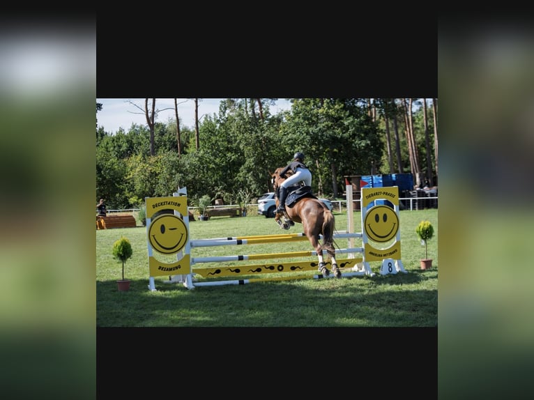 Cob Mix Gelding 12 years 14 hh Chestnut-Red in Bismark (Altmark)