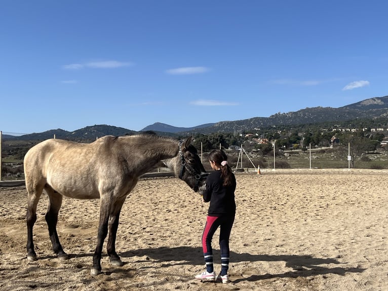 Cob Gelding 12 years 15 hh Dun in Cerceda
