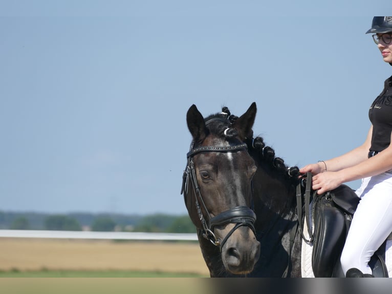 Cob Gelding 13 years 14,2 hh Smoky-Black in Ganschow