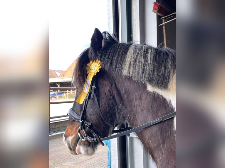 Cob Gelding 14 years 14.2 hh Pinto in Langerwehe