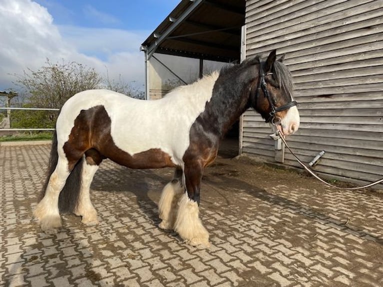 Cob Gelding 14 years 14.2 hh Pinto in Langerwehe