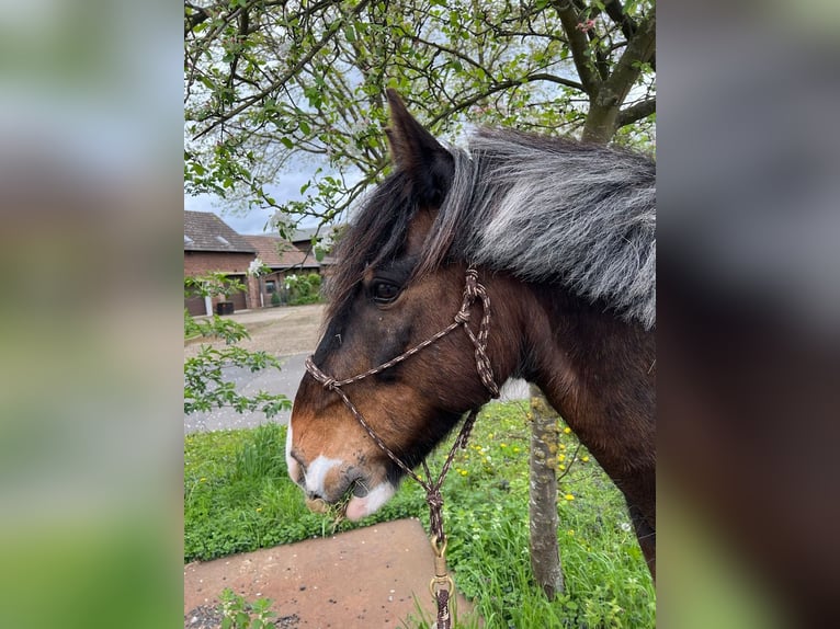 Cob Gelding 14 years 14,2 hh Pinto in Langerwehe