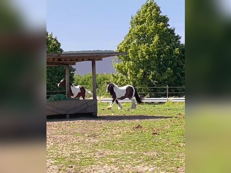 Cob Gelding 14 years 14,2 hh Pinto in Langerwehe