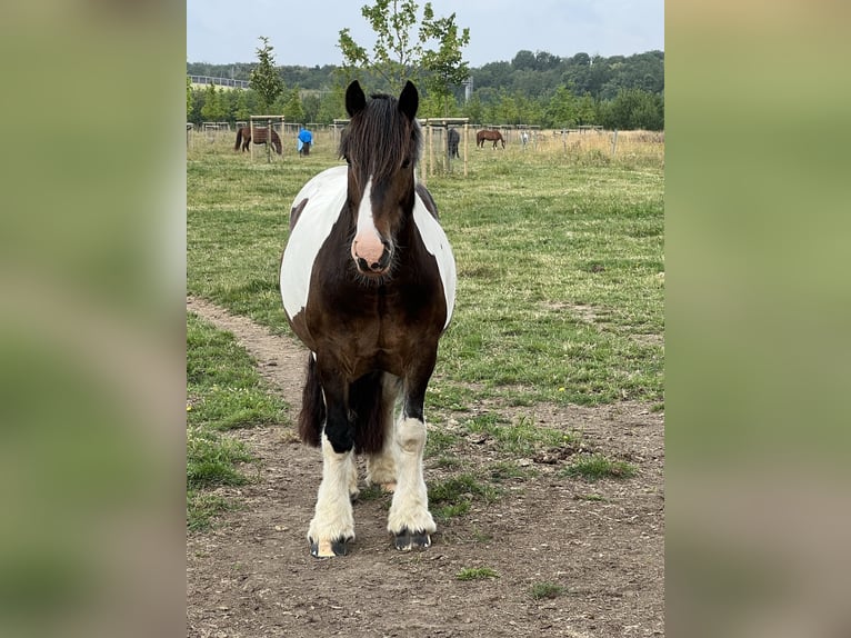 Cob Gelding 14 years 14,2 hh Pinto in Langerwehe