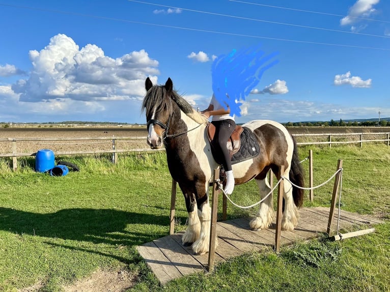 Cob Gelding 14 years 14,2 hh Pinto in Langerwehe