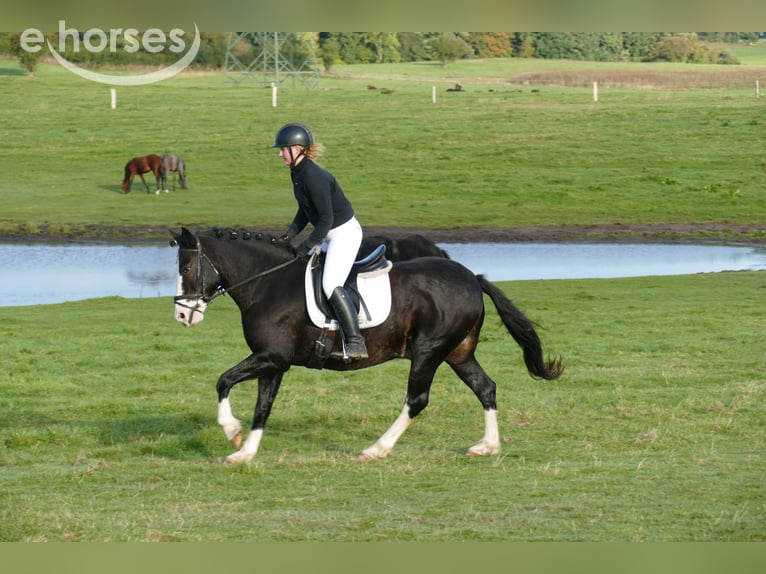 Cob Gelding 14 years 15.1 hh Black in Ganschow