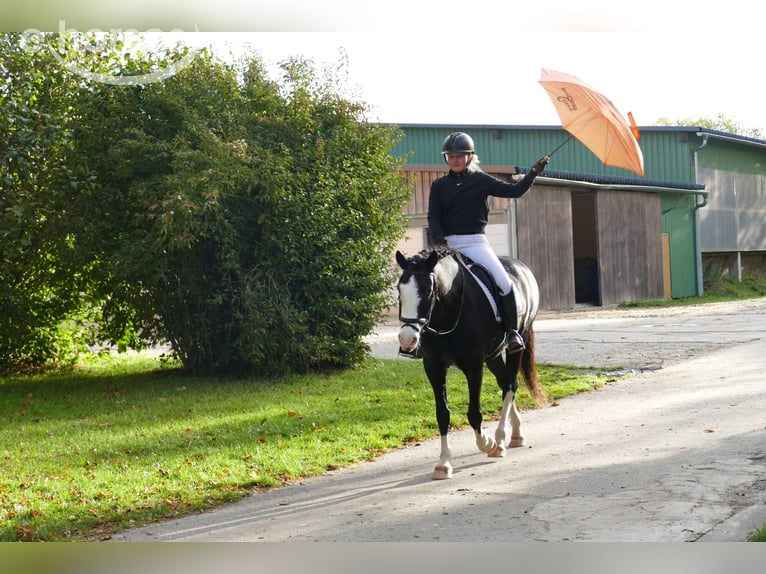 Cob Gelding 14 years 15.1 hh Black in Ganschow