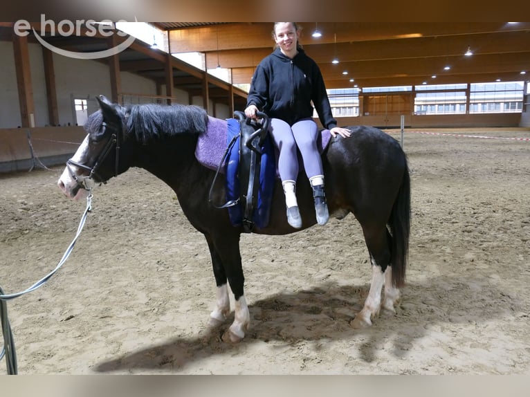 Cob Gelding 14 years 15.1 hh Black in Ganschow