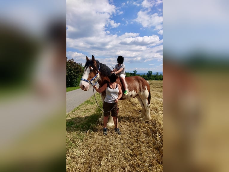 Cob Gelding 14 years 16 hh Pinto in Zürich
