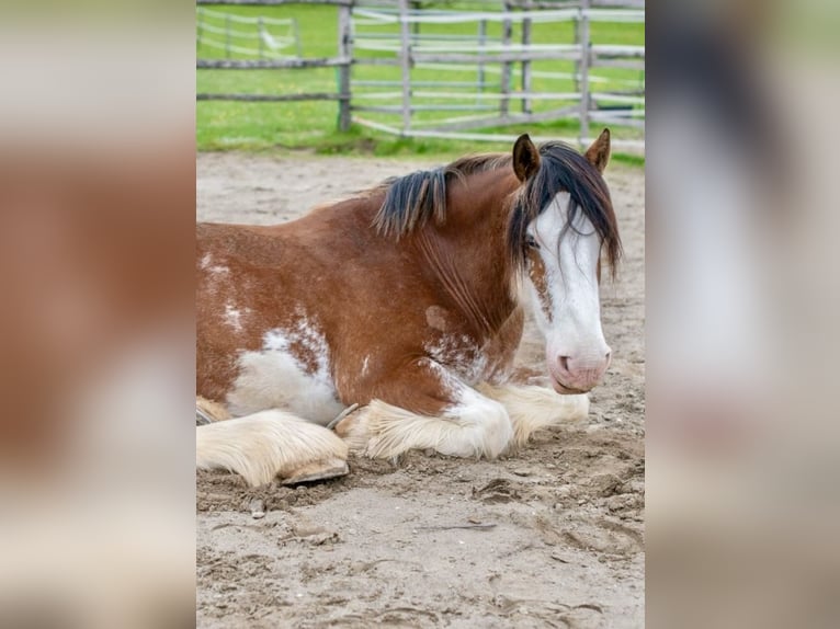 Cob Gelding 14 years 16 hh Pinto in Zürich