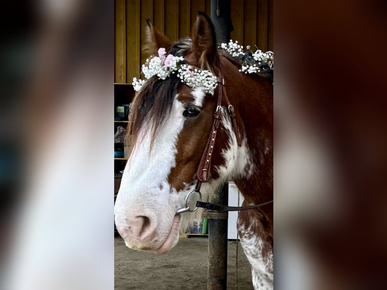 Cob Gelding 14 years 16 hh Pinto in Zürich