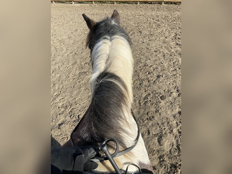 Cob Gelding 14 years 16,2 hh Tobiano-all-colors in Rainbach