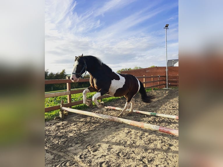 Cob Gelding 14 years 16,2 hh Tobiano-all-colors in Rainbach