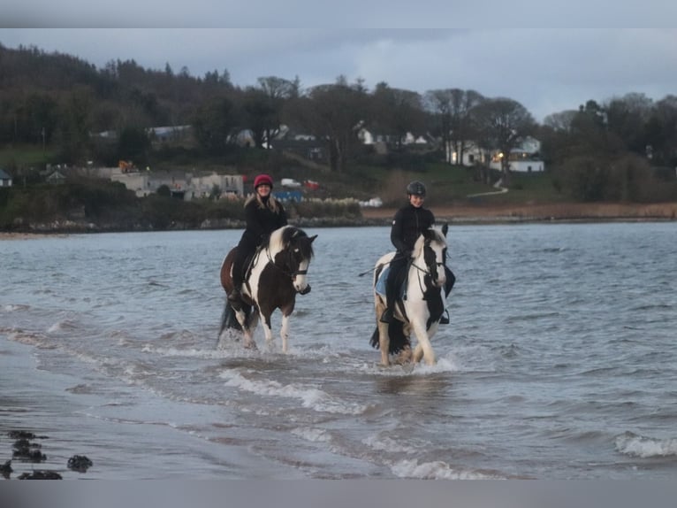 Cob Gelding 14 years 16,2 hh Tobiano-all-colors in Rainbach