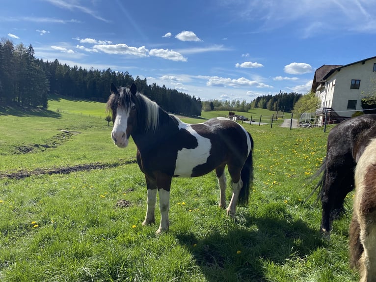 Cob Gelding 14 years 16,2 hh Tobiano-all-colors in Rainbach