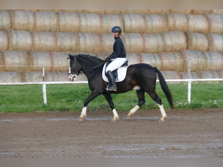Cob Gelding 14 years Black in Ganschow