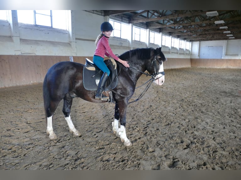 Cob Gelding 14 years Black in Ganschow