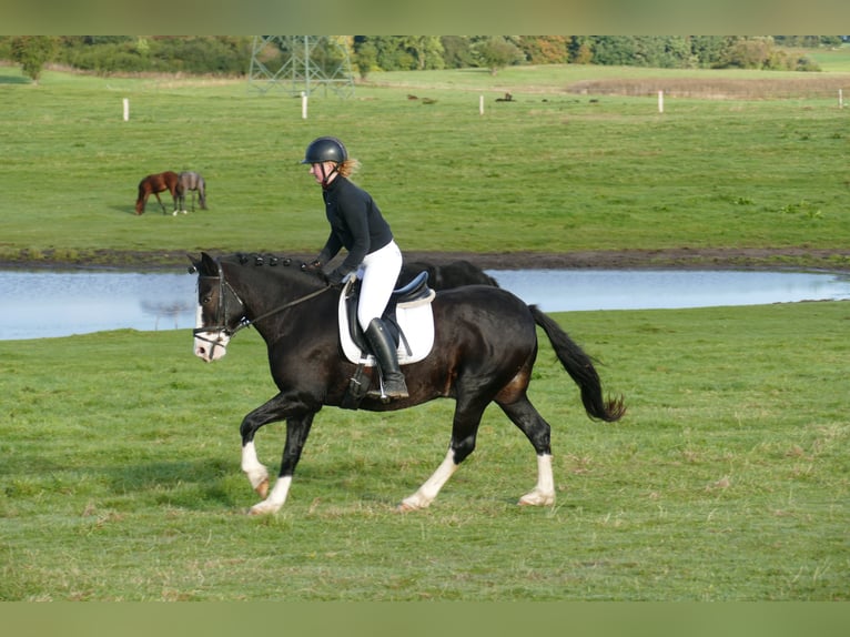 Cob Gelding 14 years Black in Ganschow