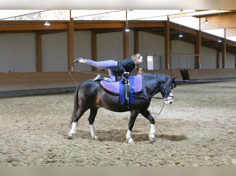 Cob Gelding 14 years Black in Ganschow