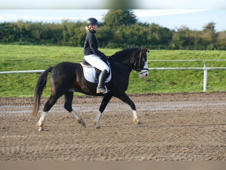 Cob Gelding 14 years Black in Ganschow
