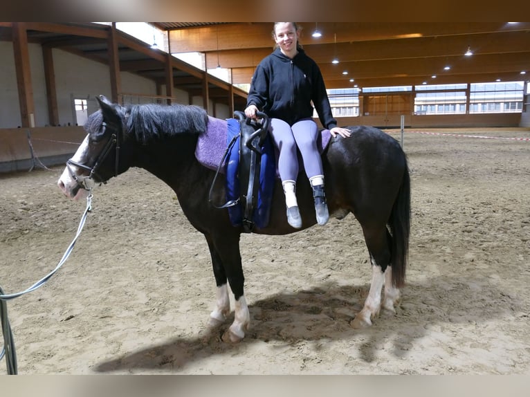 Cob Gelding 14 years Black in Ganschow