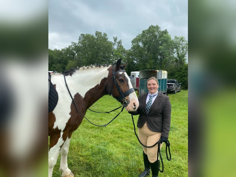 Cob Gelding 14 years Tobiano-all-colors in Rainbach