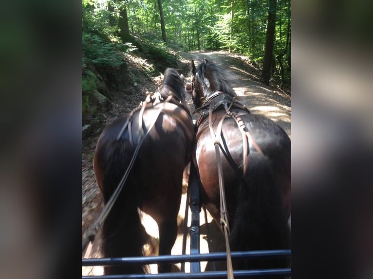 Cob Gelding 15 years 14,2 hh Black in Reichshoffen Nehwiller Cob Gelding 15 years 14,2 hh Black in Reichshoffen Nehwiller
