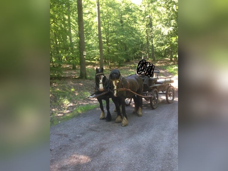 Cob Gelding 15 years 14,2 hh Black in Reichshoffen Nehwiller Cob Gelding 15 years 14,2 hh Black in Reichshoffen Nehwiller