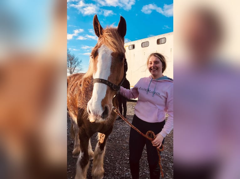Cob Gelding 15 years 16 hh Chestnut-Red in Sligo