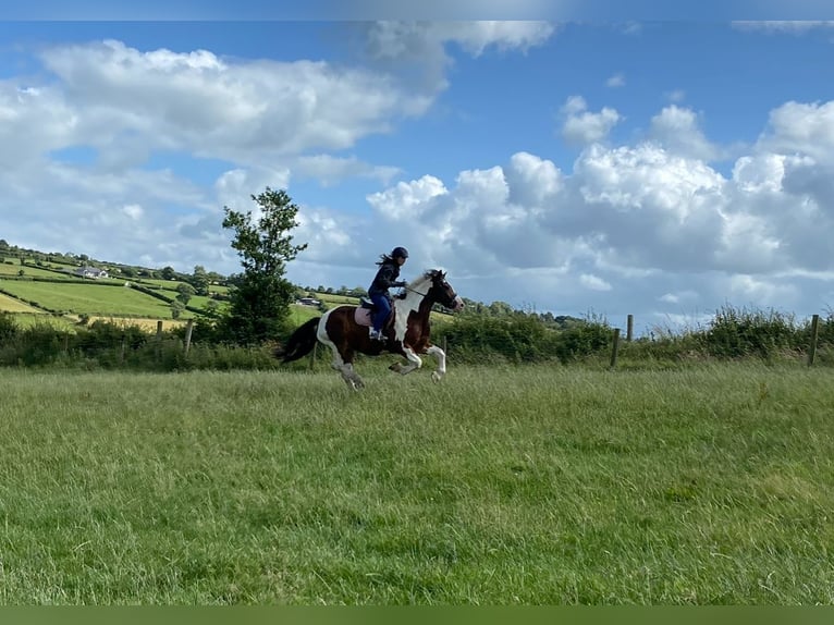 Cob Gelding 15 years 16 hh Tobiano-all-colors in Rainbach
