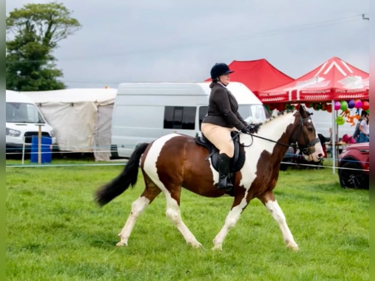 Cob Gelding 15 years 16 hh Tobiano-all-colors in Rainbach
