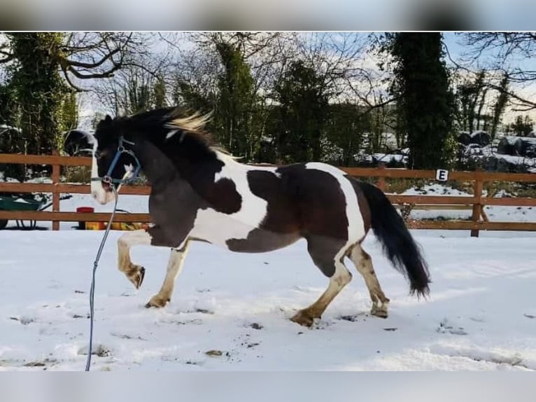 Cob Gelding 15 years 16 hh Tobiano-all-colors in Rainbach