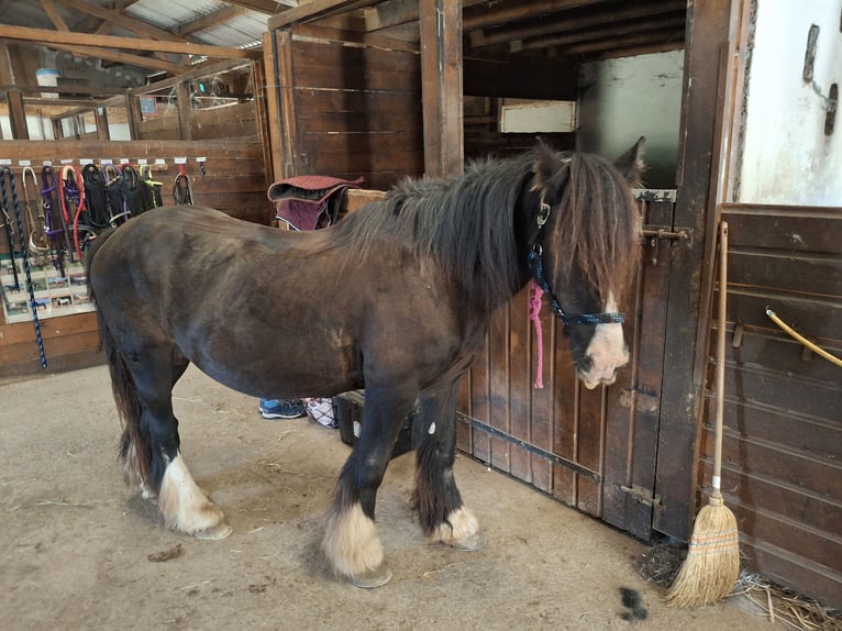 Cob Gelding 19 years 14,1 hh Brown in Le rivaud aulnay