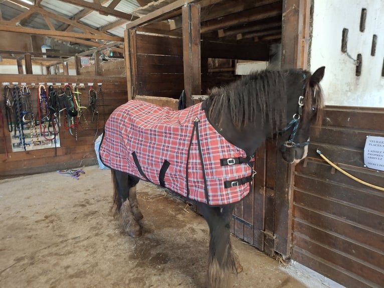 Cob Gelding 19 years 14,1 hh Brown in Nuaillé-sur-Boutonne