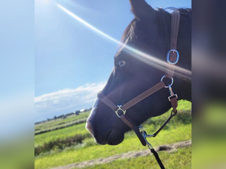 Cob Mix Gelding 19 years 15.1 hh Black in Hamburg