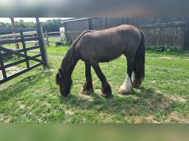 Cob Gelding 2 years 13.3 hh Black in Tuffé