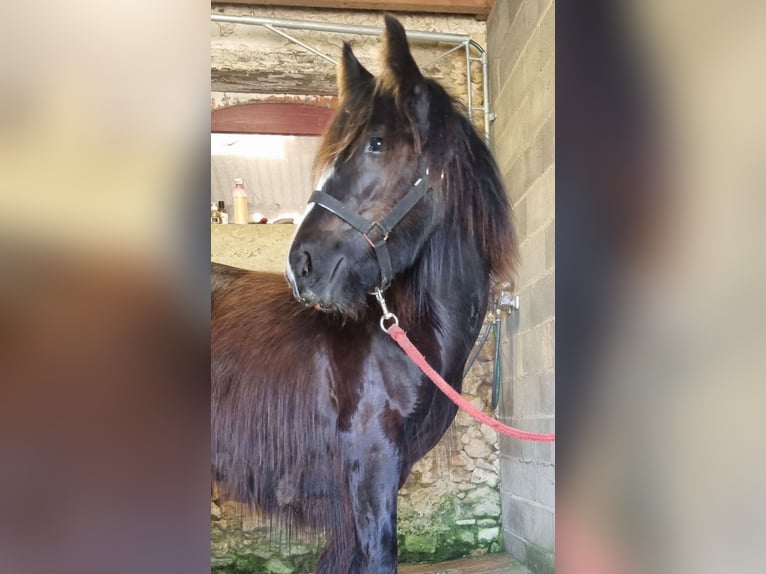 Cob Gelding 2 years 13.3 hh Black in Tuffé