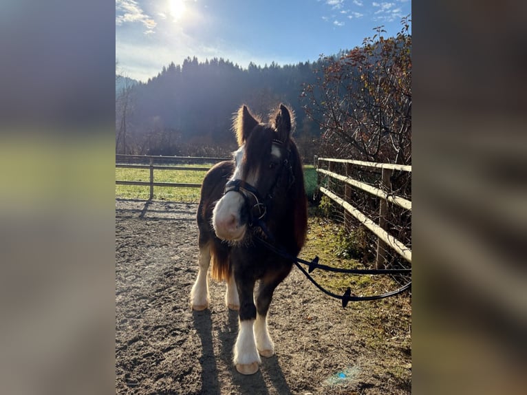 Cob Gelding 2 years 13,3 hh Brown Falb mold in Gummern