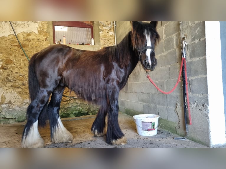 Cob Gelding 2 years 13,3 hh Black in Tuffé