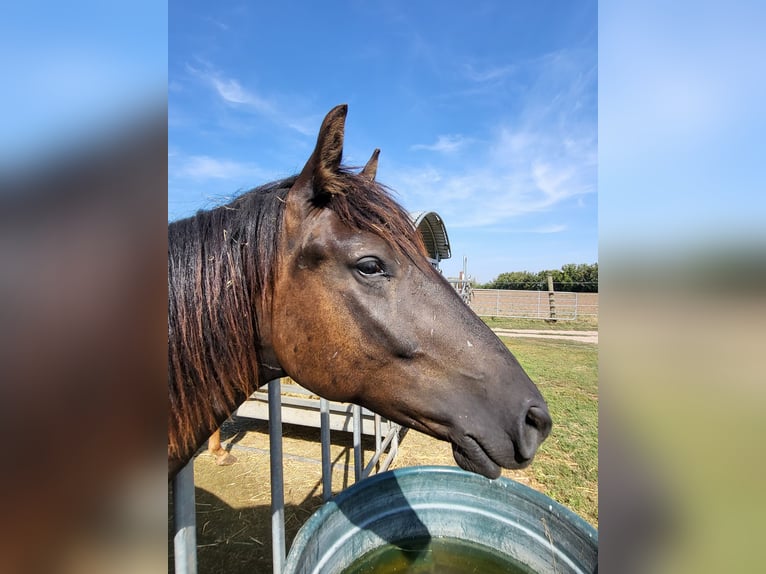 Cob Mix Gelding 2 years 14,2 hh Bay-Dark in Gerbstedt