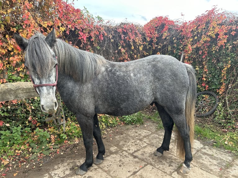 Cob Mix Gelding 3 years 13,1 hh Gray-Blue-Tan in Großwallstadt