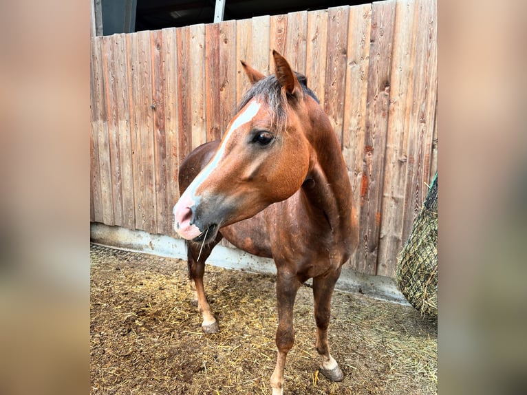 Cob Mix Gelding 3 years 13,1 hh Chestnut in Ried im Traunkreis